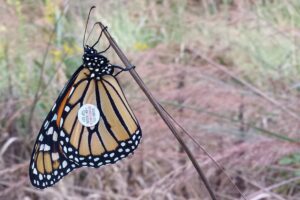 tagged monarch