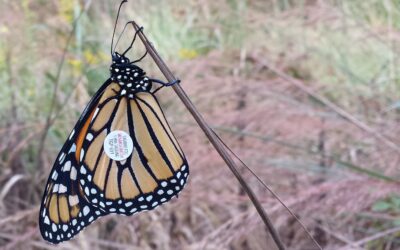 Monarch Overwintering Population Count Results for 2021-22