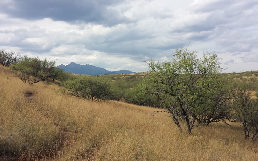 Wildlife Corridors LLC