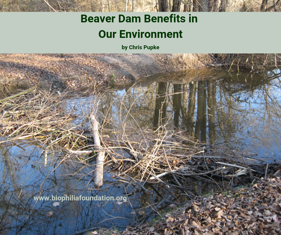 This small beaver dam was likely built by a young male. Regrettably, it did not last long. It was located on Island Creek near Centreville, MD on land Biophilia Foundation partner Chesapeake Wildlife Heritage helped to permanently protect with a conservation easement. Photo courtesy of Chris Pupke.