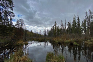 Beaver complex in Pike National Forest, Colorado