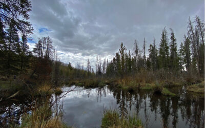 Workgroup releases report on riparian carbon