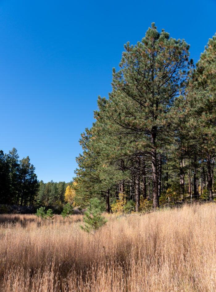 Forest at Pritzlaff Ranch