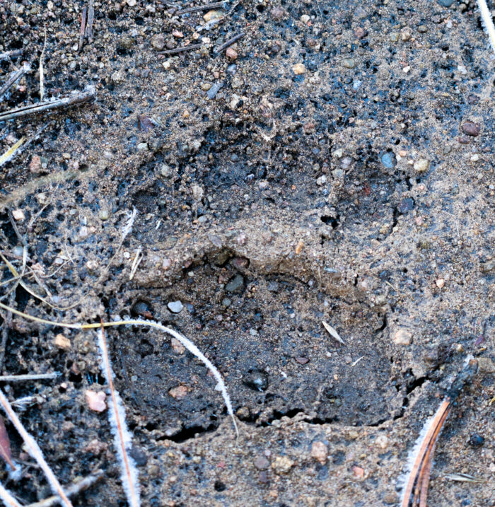 Black Bear Footprint at Pritzlaff Ranch