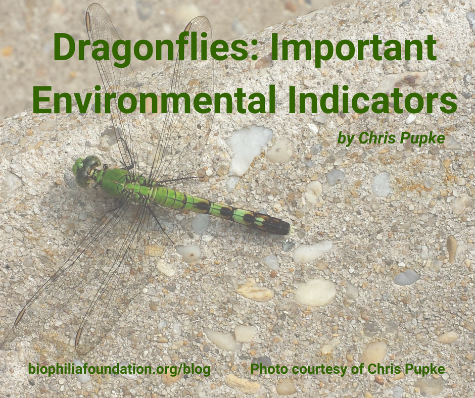 Dragonflies – Important Environmental Indicators