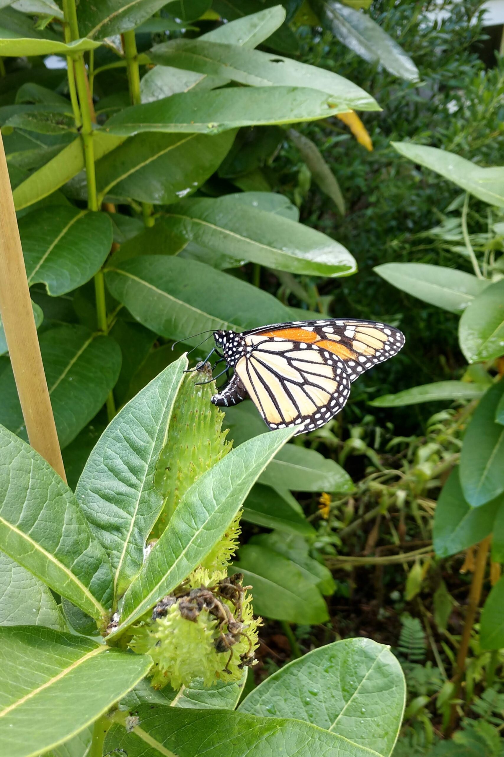 monarch oviposit