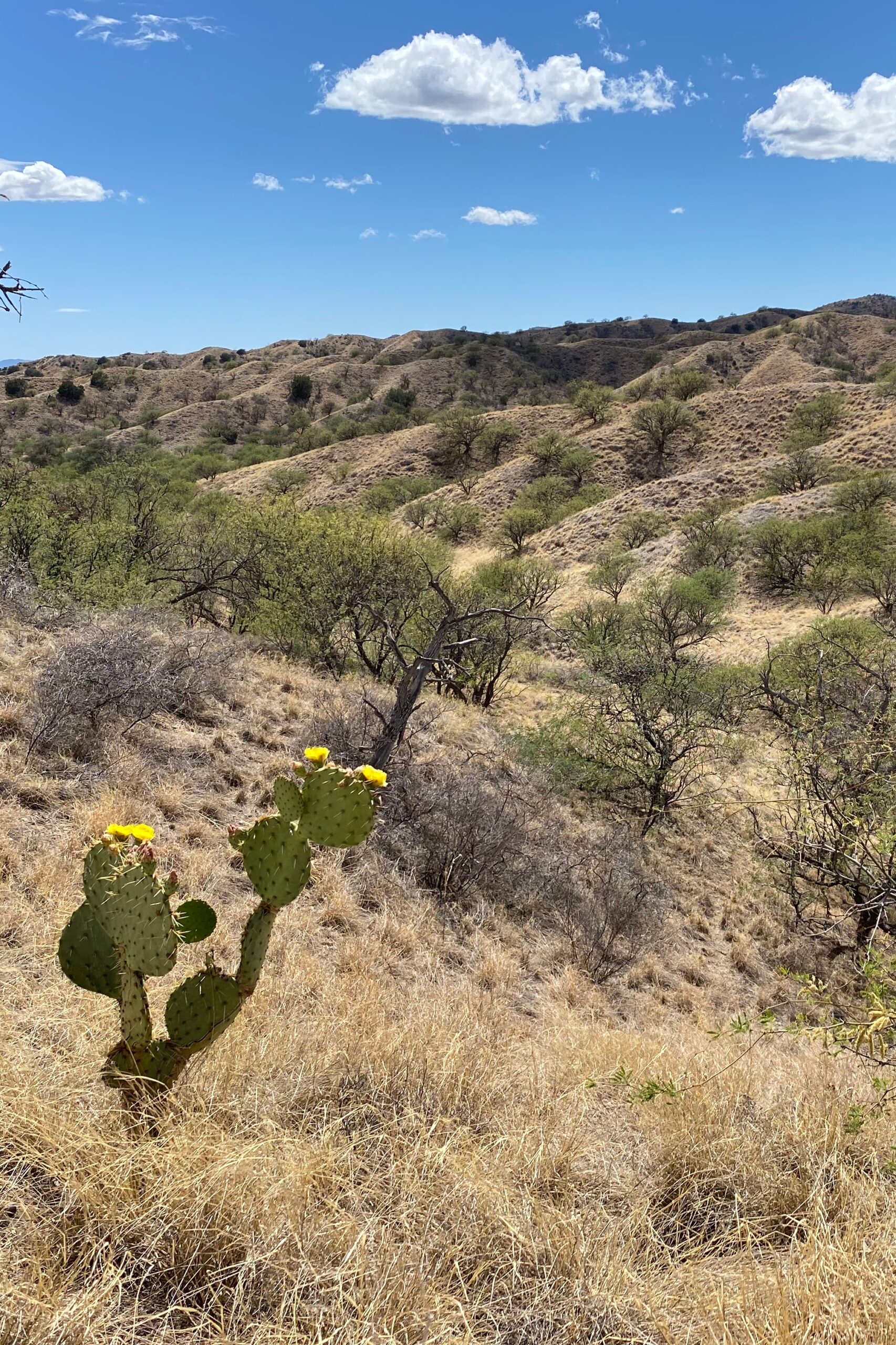 Borderlands Wildlife Preserve Canyon