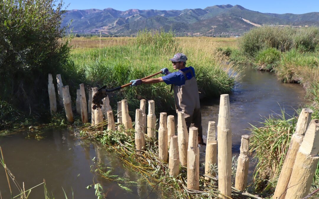 Carbon Credits for Riparian Restoration