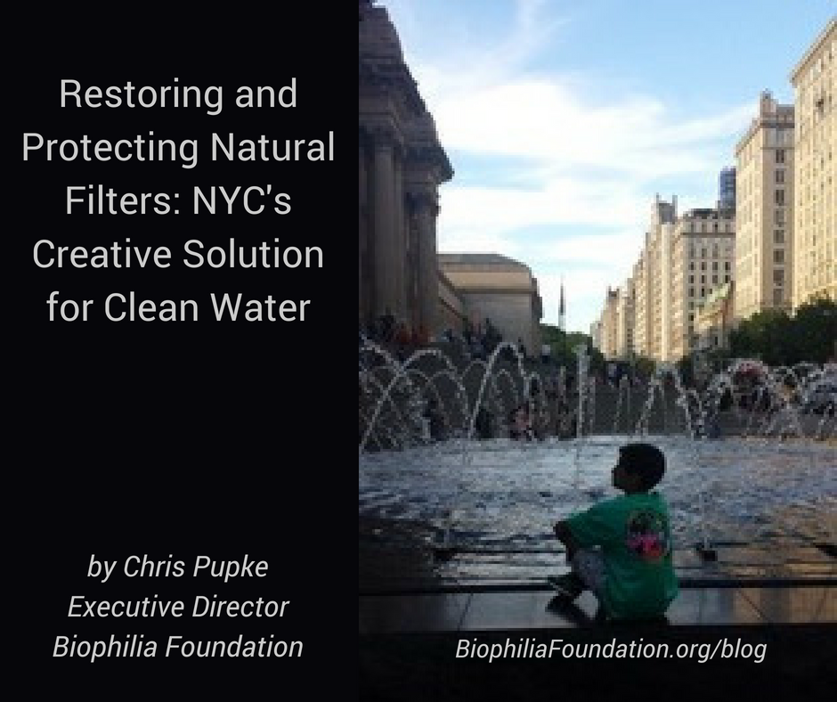Restoring and Protection Natural Filters: NYC's creative solution for clean water by Chris Pupke, Biophilia Foundation
