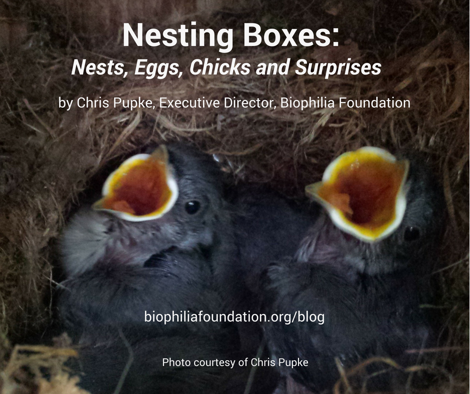 Nesting Boxes: Nests, Eggs, Chicks and Surprises