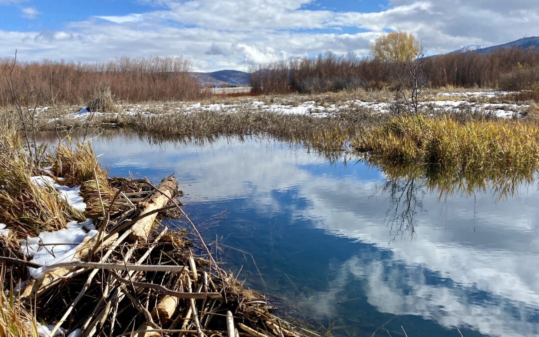 2024 Riverscape Restoration RFP