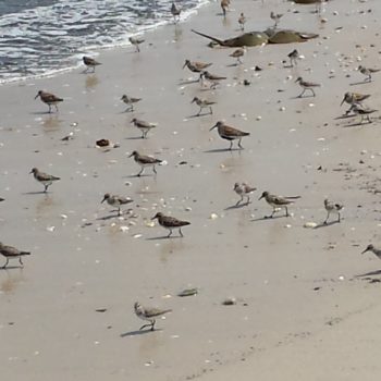 Shorebirds, including Rufa Red Knots, time their migration to arrive at Delaware Bay to gorge on horseshoe crab eggs.