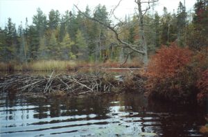 A beaver dam on Long Pond in the Adirondacks in New York. Photo courtesy of Chris Pupke.