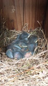 Bluebird Chicks: Eastern Bluebird populations have rebounded, in part, due to the installation and maintenance of man-made nesting structures. But there are many other species of wildlife that can benefit from bluebird boxes. Photo courtesy of Chris Pupke.