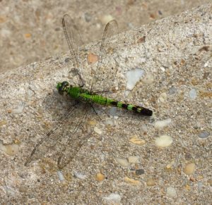 Dragonflies, like this female Eastern Pondhawk (Erythemis simplicicollis), consume insects and invertebrates making them a critical link in the food chain. Eastern Pondhawks in particular are known to consume large numbers of agricultural pests. Dragonflies are cold blooded --this pondhawk is warming itself in the sun on a stoop. Photo courtesy of Chris Pupke.