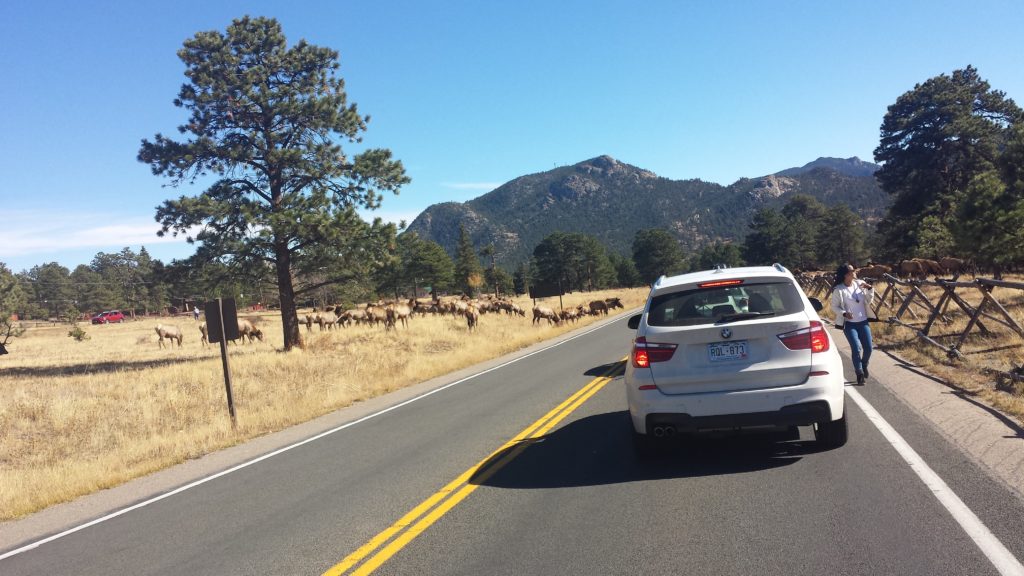 Wildlife corridors help wildlife like Elk migrate between breeding habitat and their wintering grounds. New and existing roads and highways are one of the most serious threats and challenges to preserving and managing wildlife corridors. Photo by Chris Pupke