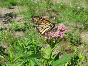 This Monarch is nectaring from a Swamp Milkweed (Asclepias incarnata). A close look at its head will reveal two antenna and a proboscis. The proboscis is used to extract nectar from the flower. In this photo the proboscis is bent at a 90 degree angle and is probing the flower for nectar. Photo courtesy of Andi Pupke.