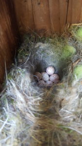 Carolina Chickadee Eggs: Carolina Chickadee nest with eggs in a bluebird box. Photo courtesy of Chris Pupke.