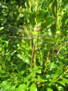 Common Green Darners (Anax Junius) are known to migrate up to 85 miles a day. Note the large eyes on the head, the wings at rest to its side and its segmented abdomen –all traits of dragonflies. Photo courtesy of Chris Pupke.