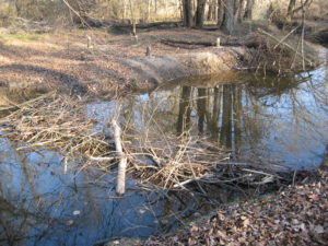 This small beaver dam was likely built by a young male. Regrettably, it did not last long. It was located on Island Creek near Centreville, MD on land Biophilia Foundation partner Chesapeake Wildlife Heritage helped to permanently protect with a conservation easement. Photo courtesy of Chris Pupke.