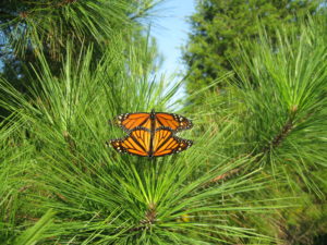 Monarchs mating. Monarchs undergo complete metamorphosis. After mating, the female lays an egg. The egg hatches and becomes a caterpillar (larvae stage). The caterpillar transforms into a chrysalis (pupa stage). The butterfly (adult) emerges from the chrysalis. Photo courtesy of Andi Pupke.