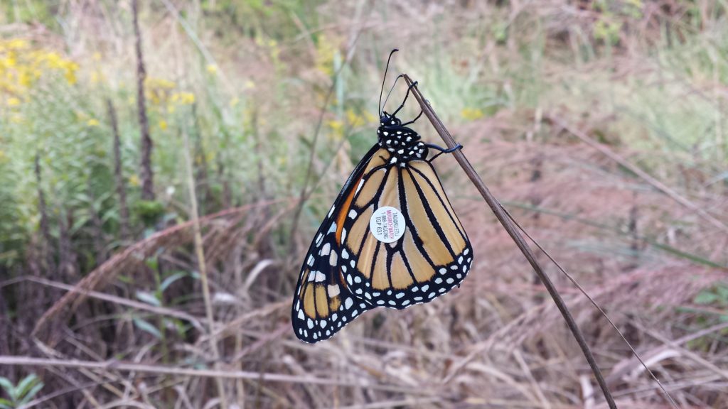  Wildlife corridors benefit all types of wildlife including Monarch butterflies. Biophilia Foundation partner Chesapeake Wildlife Heritage tags migrating Monarch through the Monarch Watch Program. Tracking migration patterns can help conservationists identify and preserve critical wildlife corridors. 
Photo by Chris Pupke 