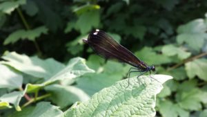 The Ebony Jewelwing (Calopteryx maculata) is a damselfly, not a dragonfly. Here one can see the wings rest over the back (as is typical of damselflies but not dragonflies). The body is more slender than a dragonfly. The white tips on the end of the wings help identify this individual as a female. Photo courtesy of Chris Pupke.