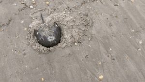 A female horseshoe crab laying eggs on a sandy beach along Delaware Bay.