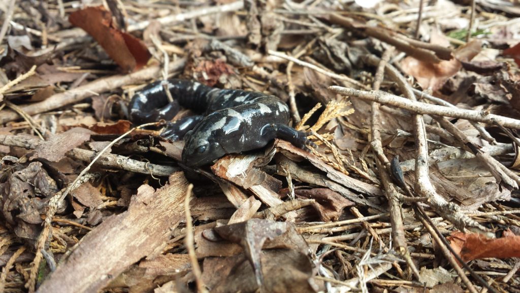 Not all wildlife corridors need to cover vast expanses of land. Smaller wildlife corridors can help wildlife like the Marble Salamander survive. 
Photo by Chris Pupke 