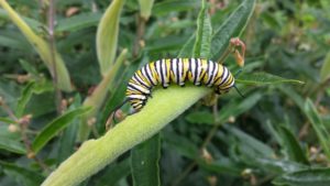 This Monarch caterpillar is eating the seed pod of Butterfly Weed (Asclepias tuberosa). Although in the milkweed family, Butterfly Weed does not have as beneficial impact on Monarch caterpillars as Common Milkweed (Asclepias syriaca). Common Milkweed has higher amounts of the toxin (cardenolide) that makes the Monarch bitter tasting. Photo courtesy of Chris Pupke.