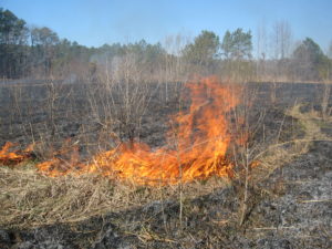 Wildfires present the greatest immediate threat to military installations. Enhanced risk from wildfires is one of the Department of Defense’s prime concerns about climate change. Photo by Chris Pupke