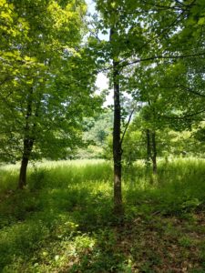 This is the wildlife’s view of the I-78 wildlife overpass at Watchung Reservation. Just a few feet below this pastoral landscape, cars and trucks roar by at highway speed. Photo by Chris Pupke