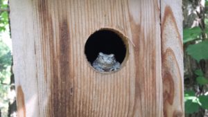 Gray Treefrog: One of my favorite bluebird box occupants is the gray treefrog. Note the suction cup like toes that help them climb trees (and bluebird boxes). Photo courtesy of Chris Pupke.