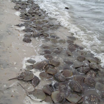 Horseshoe crabs emerge from Delaware to breed on Spring tides in late May and early June.