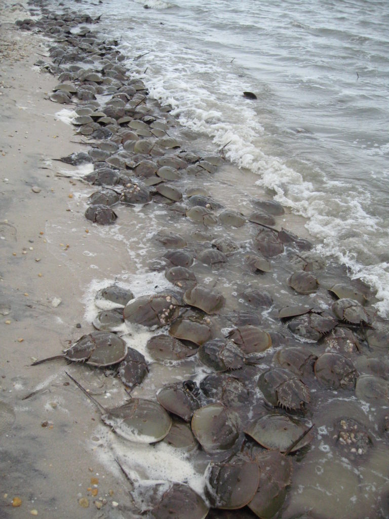 Horseshoe crabs emerge from Delaware to breed on Spring tides in late May and early June. Photo courtesy of Chris Pupke.