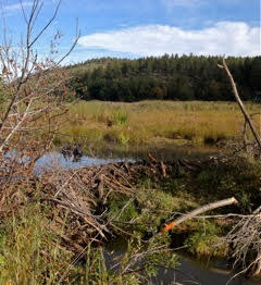 This beaver dam was built in a former cow pasture that was denuded of vegetation on Biophilia Foundation’s Pritzlaff Ranch near Sapello, New Mexico. By removing the cattle and allowing the beavers to move in, numerous environmental benefits were realized including increased habitat for wildlife, improved water quality and enhanced ground water recharge. Photo courtesy of Richard Pritzlaff.