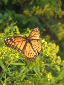 Viceroy butterflies mimic the bright coloration of Monarchs in an effort to fool predators. The semi-circular band (which looks like the smile of someone fooling someone…) helps identify the Viceroy. Photo courtesy of Chris Pupke.