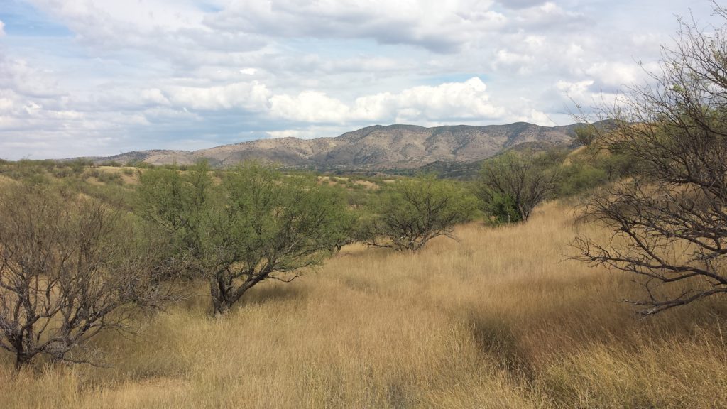 Biophilia Foundation is proud of our work to protect one of the most important wildlife corridors in the Southwest. This land, once slated for almost 200 houses, provides critical wildlife corridor habitat for black bears, mountain lions, Mule deer, javelina and jaguars. Photo by Chris Pupke