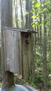 Flying Squirrel: Southern flying squirrels will use the bluebird boxes closest to the mature woodland on our property. Spotting a flying squirrel in one of our boxes is a great thrill. Photo courtesy of Chris Pupke.