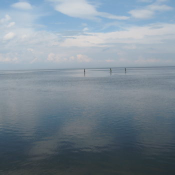 The twins and their friend explore Delaware Bay in search of horseshoe crabs migrating toward the shore to bred.