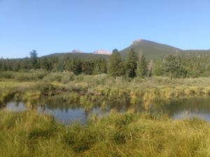 Beavers face many man-made threats in addition to their natural ones. Unfortunately, the beaver family that created this beaver pond in Rocky Mountain National Park died from a tularemia infection. These natural threats reinforce the need for humans to manage beaver populations in new ways so that we do not lose the important environmental benefits beavers provide. Photo courtesy of Chris Pupke.