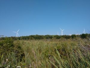 The Wolf Island Windfarm is one of the deadliest windfarms in North America for birds and bats. It is located in Ontario at the eastern end of the Great Lakes. Photo by Chris Pupke