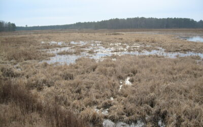 Restoring the Chesapeake Bay