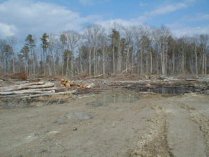 Habitat destruction is one of the greatest threats to migration. This wooded wetland was home to endangered Delmarva fox squirrels and forest-interior dwelling birds at the time of its clearcutting. Photo by Chris Pupke
