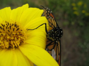 A careful examination of this Monarch shows yellow pollen scattered near its head and abdomen. Monarch are important pollinators. Photo courtesy of Chris Pupke.