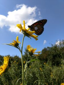 A tagged Monarch prepares to venture south from Maryland to Mexico by nectaring on a Maximillian Sunflower (Helianthus maxiilliani). Monarchs need fall nectar sources to survive their arduous migration.