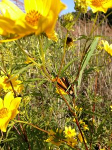 Monarchs face many threats, including predation from other insects such as this praying mantis. However, the biggest threat Monarch face is loss of habitat.