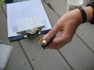 Tagging Monarchs provides important information about their migration patterns. A small tag is placed on their underwing. The tag information is recorded and sent to Monarch Watch. The recovered data can help conservationists plan preservation and restoration projects for Monarch Butterfly habitat. Photo courtesy of Andi Pupke.