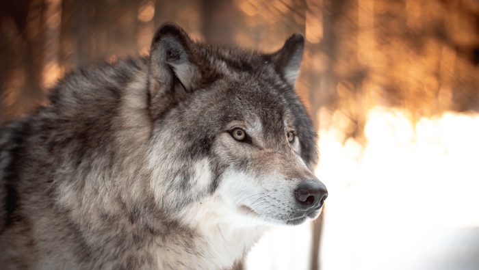 Rocky Mountain Wolf Project