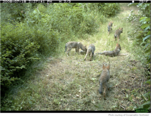 In 2008, a remote camera in Methow Valley captured an image of six wolf pups in a forest clearing. Biologists named them the Lookout pack after the nearby Lookout Mountain.